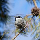 Happy Chickadee