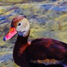 Whistling Duck