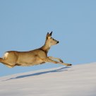 Chevreuil - Capreolus capreolus