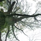 Broken limb