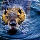 Nutria