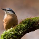  Wood Nuthatch