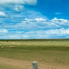 Lambs under the sun and shade