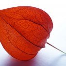 Physalis