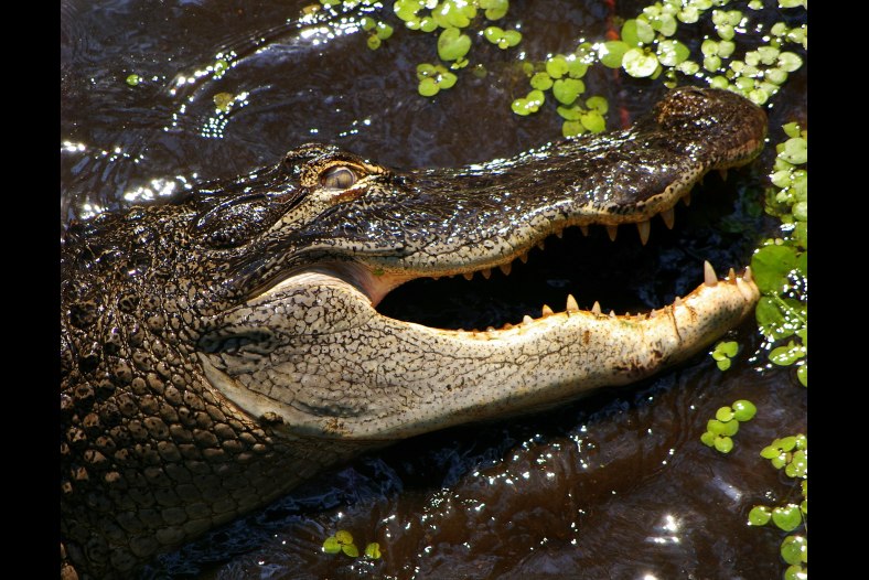 Gator Bait