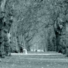 Parade of Trees in Hyde Park