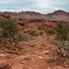 Goosenecks Overlook II