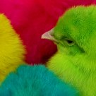 Birds Of A Feather