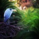 Garza Azul
