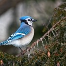 Blue Jay / Geai bleu