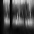 Fir And Alder