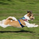 Flying Honda