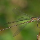Perching dragonfly