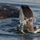 Grebe catching a small fish