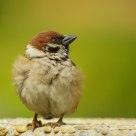 Widelife - Passer Montanus
