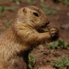 Prairie Dog