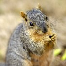 Nuts