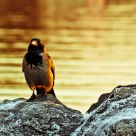 Perched in frost