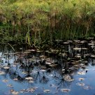 Reed & Lotus Leaves