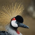 Balearica regulorum