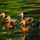Ducks