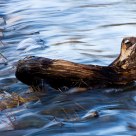 Driftwood