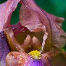 Bearded Iris