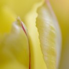 Tulp impression