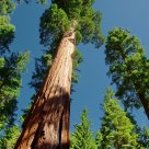 Giant Sequoias