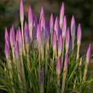 early spring