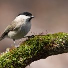 Marsh Tit