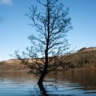 Water Tree
