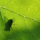 Feuille de vigne