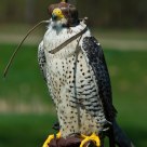 Gyrfalcon