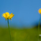 Ranunculus
