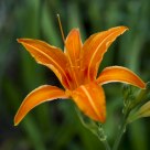 Daylily