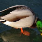 Duck on Ice