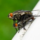 Making Flies