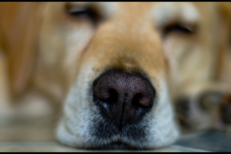 Snooze