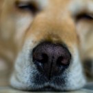 Snooze