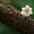 Plum Blossom