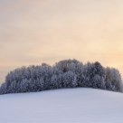 Winter trees at sunset