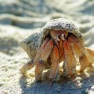 crab on the beach