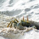 crab house