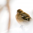 Female finch