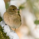 Female finch