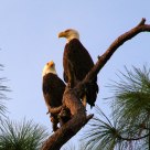 Mama and Papa Bald Eagles