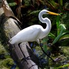 Great Egret