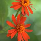 The Color from the Last Summer