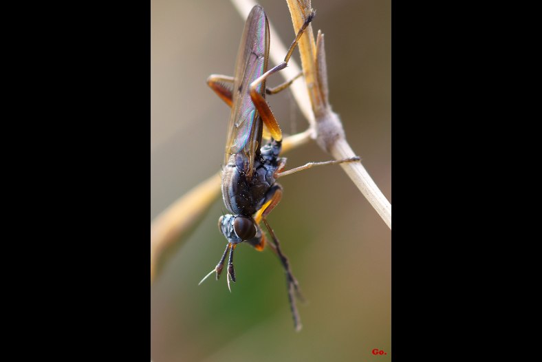 Insect